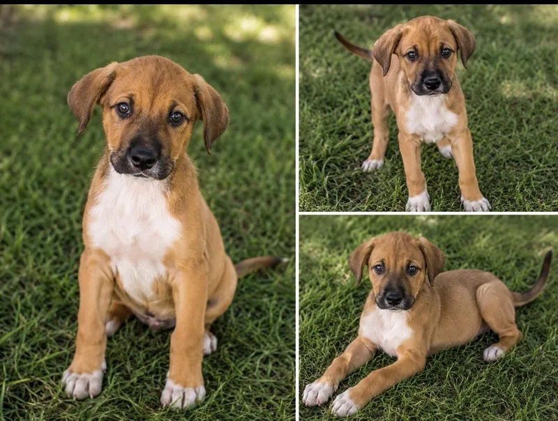 A baby medium-sized female Labrador Retriever dog named Millie for adoption in Kiln, MS