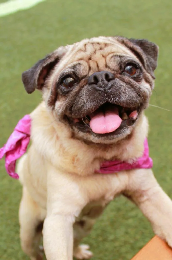 Bindi thumbnail 2