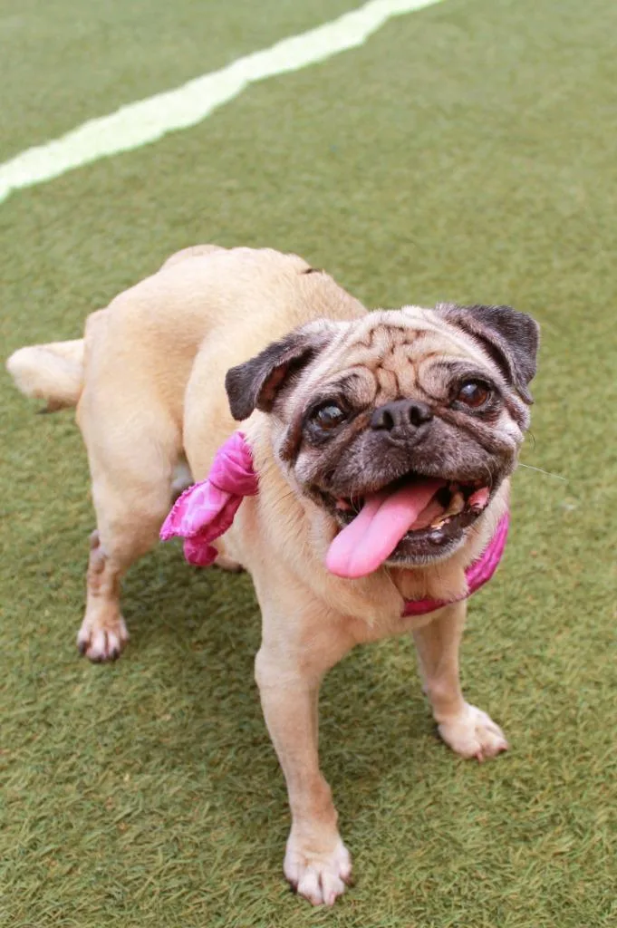 Bindi thumbnail 4