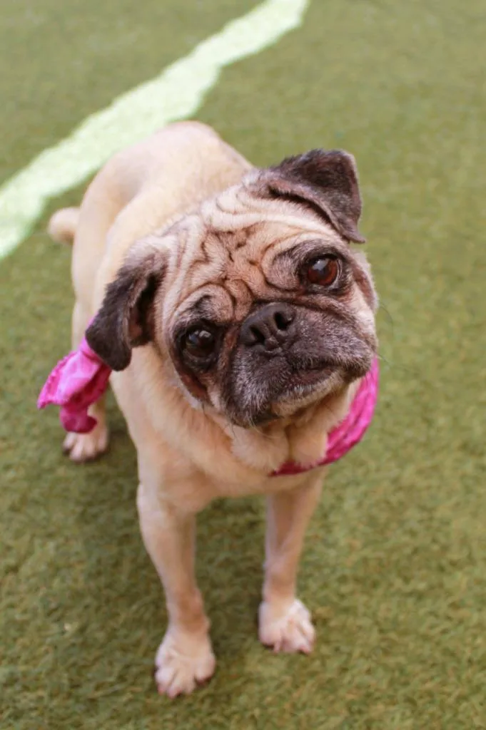 Bindi thumbnail 5