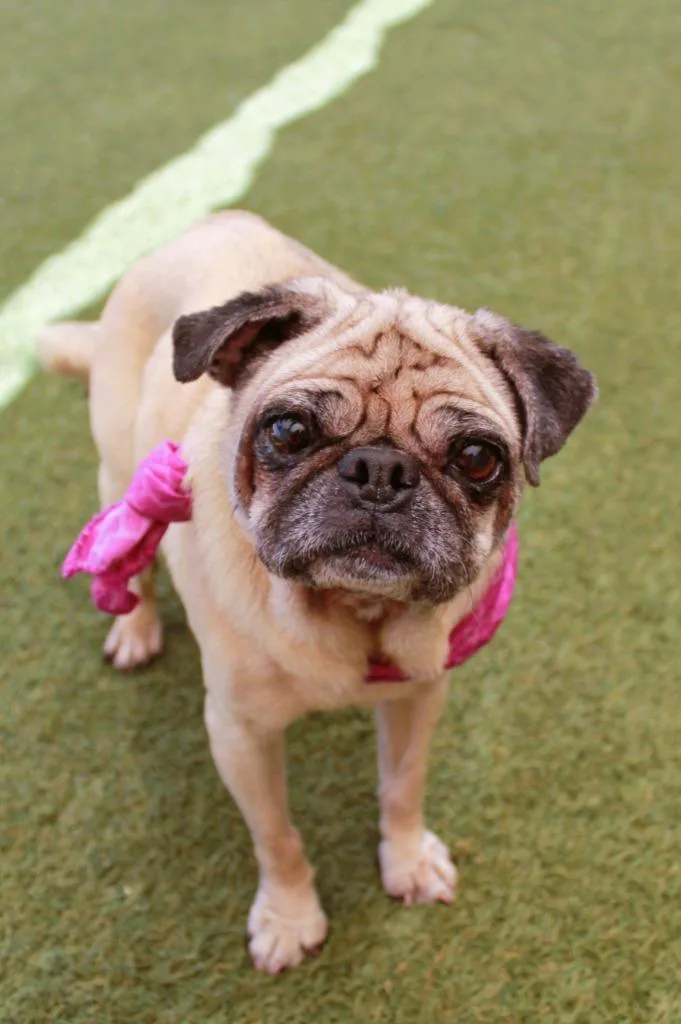 Bindi thumbnail 6