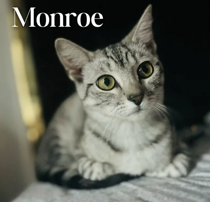 A young medium-sized female Domestic Short Hair cat named Monroe for adoption in Mansfield, TX