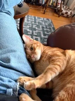 An adult medium-sized male Orange / Red Domestic Short Hair cat named Tommy for adoption in San Francisco, CA