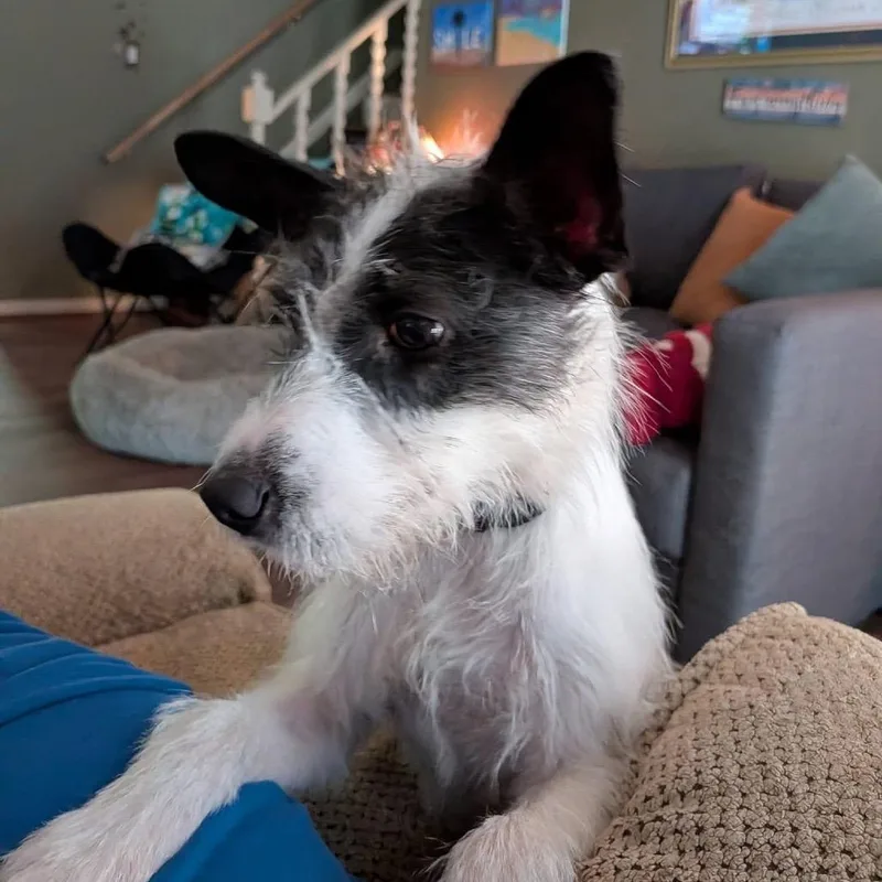 A young small-sized female White / Cream Terrier dog named Miss Betty for adoption in Fredericksburg, VA