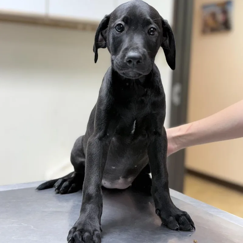 A baby small-sized female Black Mixed Breed dog named Athena for adoption in Tyler, TX