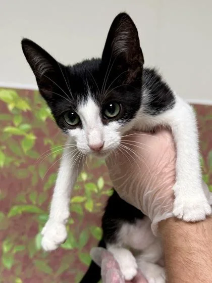 A young small-sized female Domestic Short Hair cat named Guadalupe for adoption in San Antonio, TX