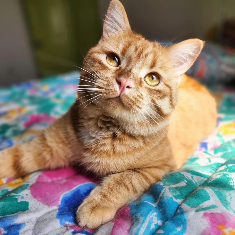 An adult medium-sized female Domestic Medium Hair cat named Cheetah for adoption in St. Cloud, MN