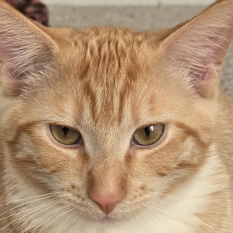Colby Queso thumbnail 3