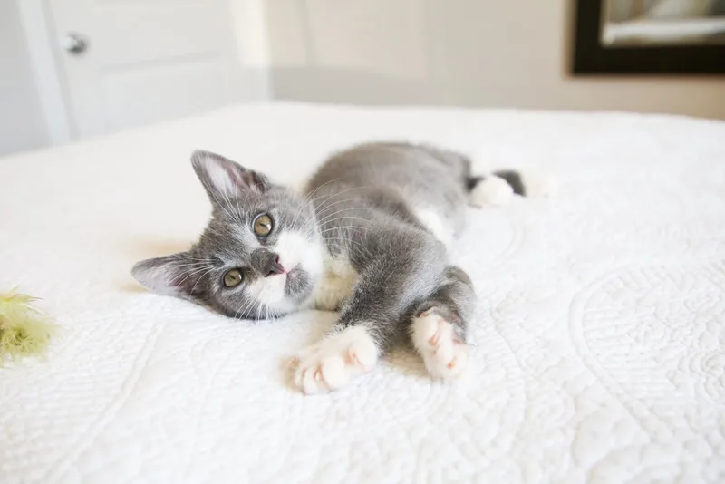 A baby medium-sized male Gray & White Domestic Short Hair cat named Socrates for adoption in Fort Worth, TX