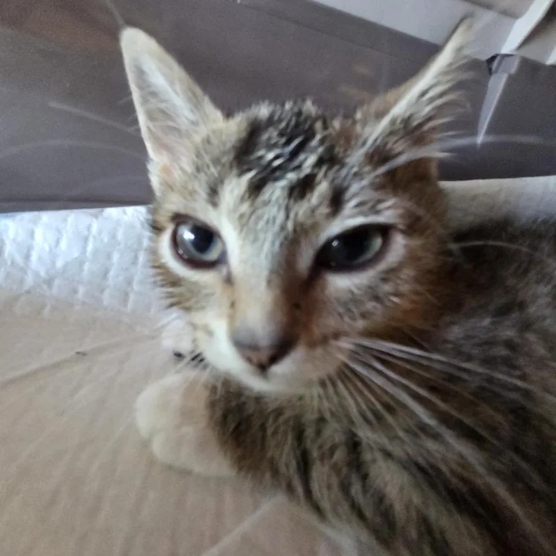 A baby small-sized male Brown / Chocolate Domestic Short Hair cat named Cool Hand Luke for adoption in Leander, TX