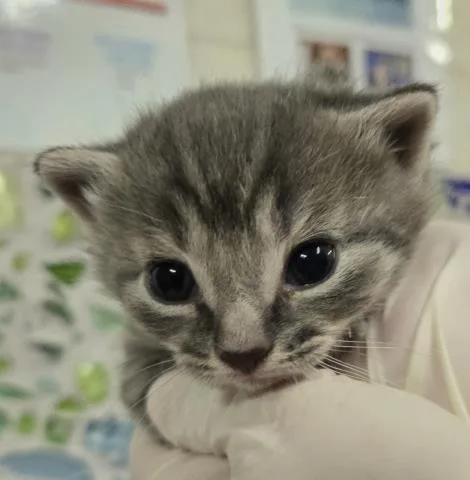A baby small-sized female Domestic Short Hair cat named Magick for adoption in Pensacola, FL
