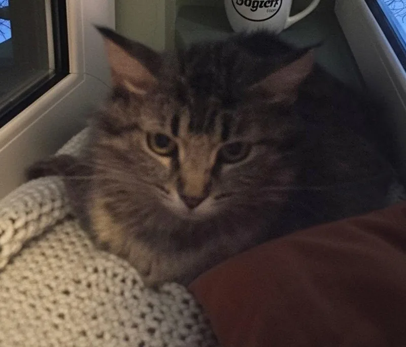 An adult small-sized female Domestic Medium Hair cat named Lulabell for adoption in Forest Lake, MN