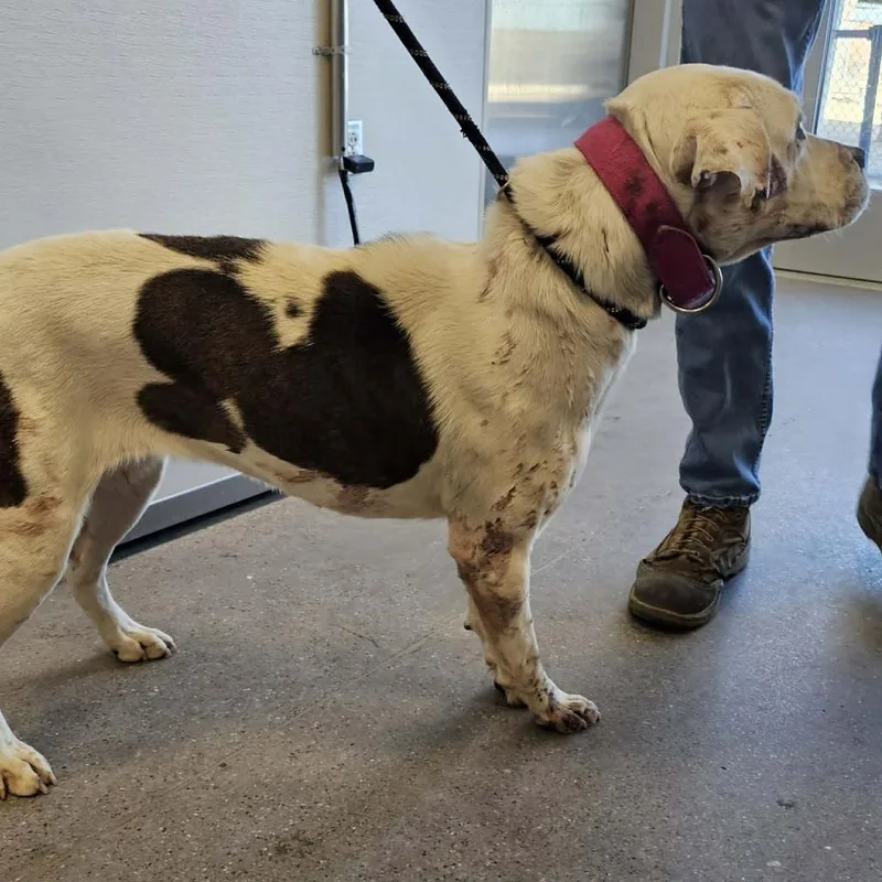 An adult medium-sized female White / Cream Mixed Breed dog named Miracle for adoption in Las Cruces, NM