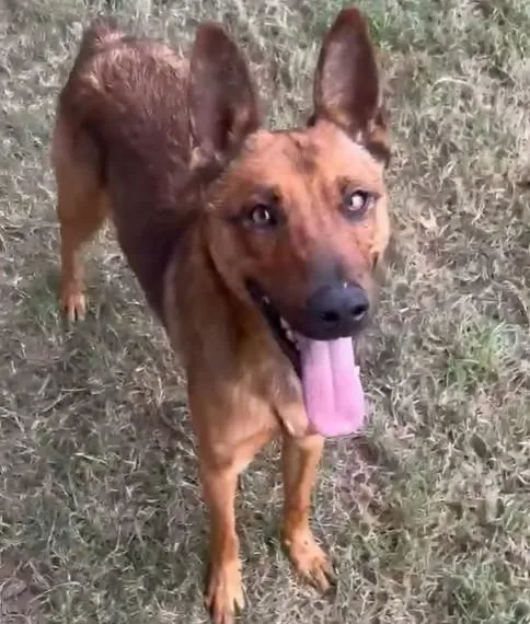 A young large-sized male Belgian Shepherd / Malinois dog named Fox for adoption in Riverside, CA