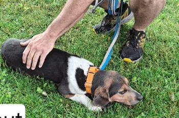An adult small-sized male Beagle dog named Scout for adoption in West Decatur, PA