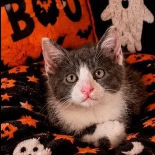 A baby small-sized male Gray / Blue / Silver Domestic Short Hair cat named Andrew for adoption in Long Beach, CA