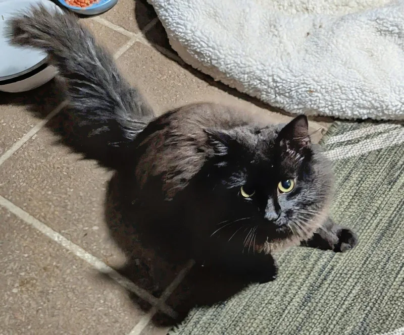 Loki