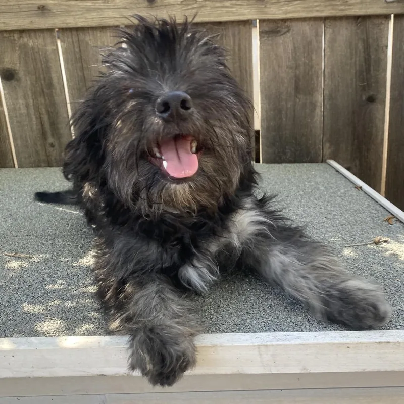A young small-sized male Maltese dog named Mr. Whiskers for adoption in Escondido, CA