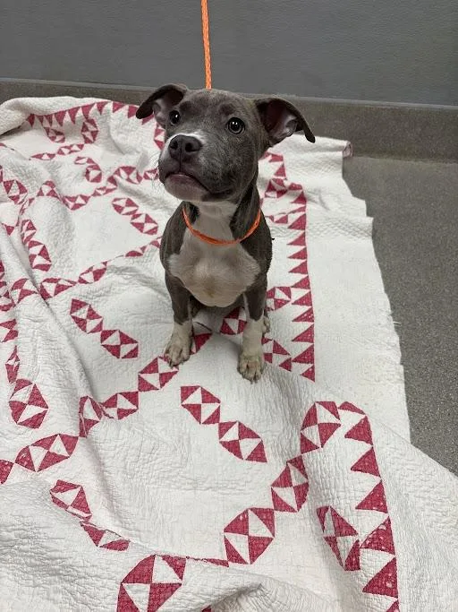 A baby small-sized male Pit Bull Terrier dog named Stink for adoption in Las Vegas, NV