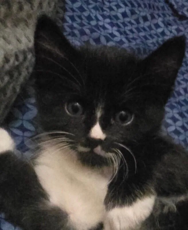 A baby medium-sized male Black Tuxedo cat named Tux  Hocus Pocus for adoption in Anthem, AZ