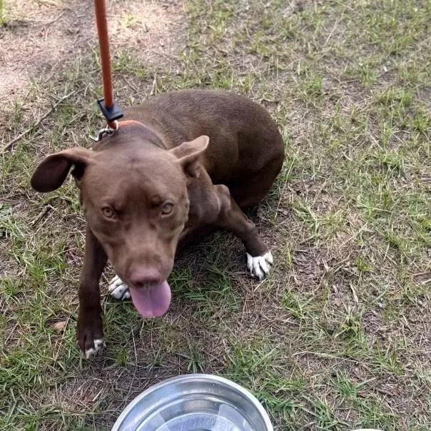 A young medium-sized female Brown / Chocolate Pit Bull Terrier dog named Roo for adoption in Columbia, SC