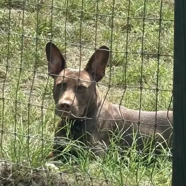 Roo thumbnail 3