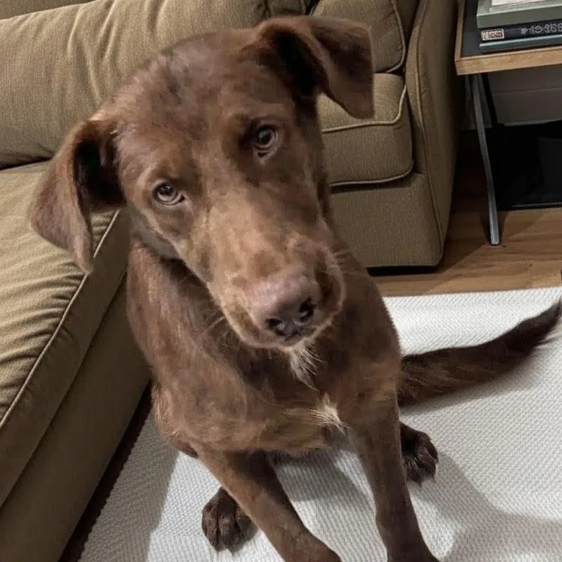 A young medium-sized male Brown / Chocolate Chocolate Labrador Retriever dog named Brownie for adoption in Walnut Cove, NC