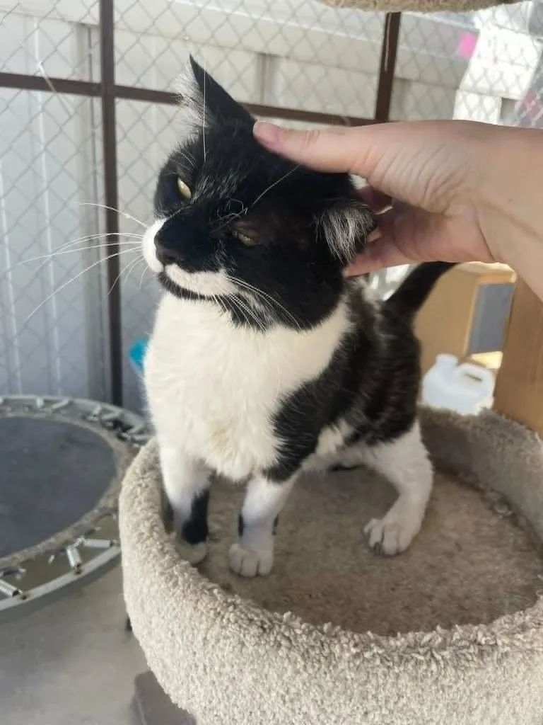 An adult large-sized male Domestic Short Hair cat named Oliver for adoption in Ogden, UT