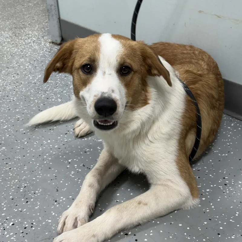 A baby medium-sized female Golden Australian Shepherd dog named Padme for adoption in Bardstown, KY