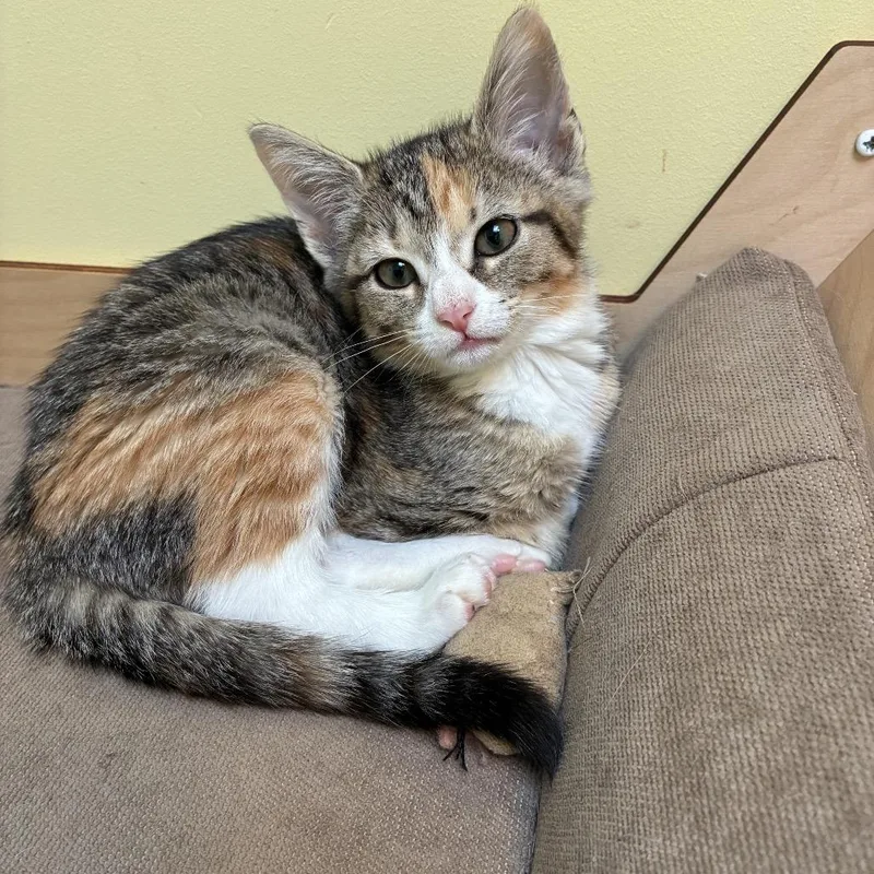A baby medium-sized female Gray & White Domestic Short Hair cat named Jessica for adoption in Monroe, NC