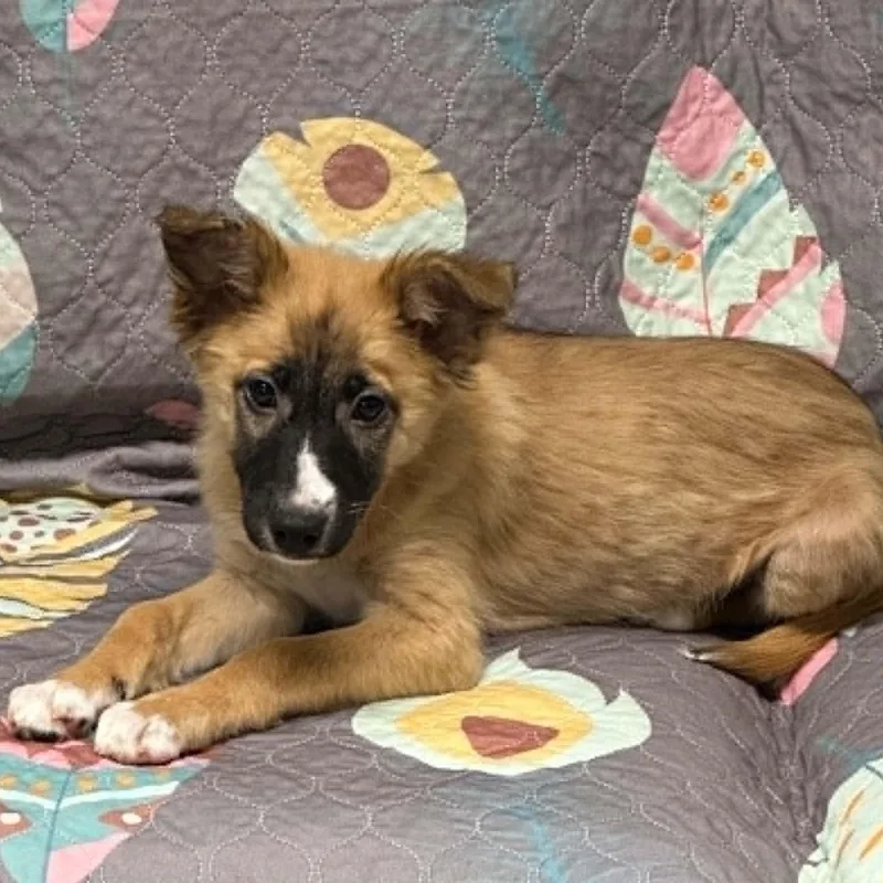 A baby medium-sized female Golden Labrador Retriever dog named Flan for adoption in Sunderland, MD