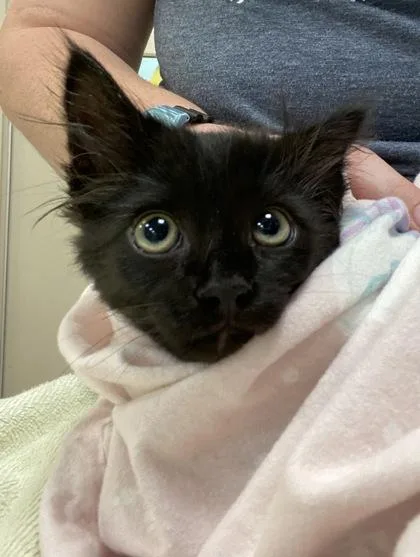 A baby small-sized male Domestic Short Hair cat named Nico for adoption in Fishers, IN