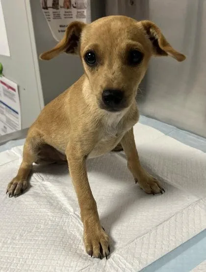A baby small-sized male Chihuahua dog named Duncan for adoption in Fresno, CA