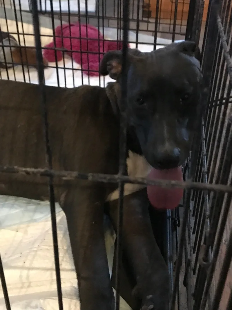 An adult large-sized male Labrador Retriever dog named Mickey for adoption in Angleton, TX