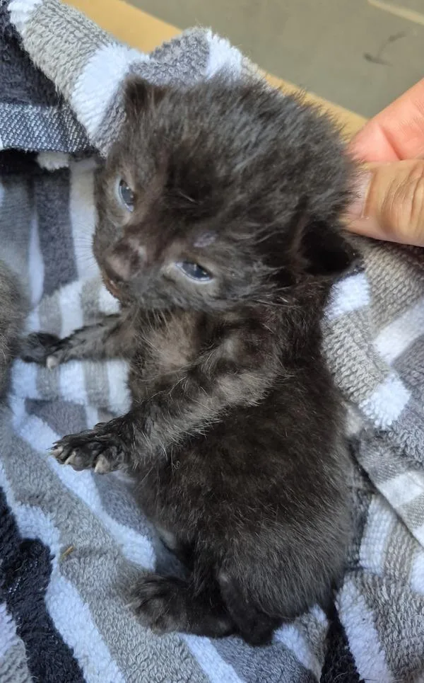 A baby small-sized male Domestic Short Hair cat named Kd Kramer for adoption in Lawrenceville, GA