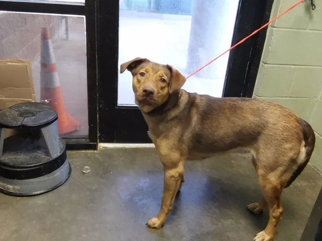 An adult large-sized female German Shepherd Dog dog named Sheila for adoption in Tulsa, OK