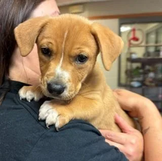 A baby medium-sized male Mixed Breed dog named Biscotti for adoption in Mason City, IA