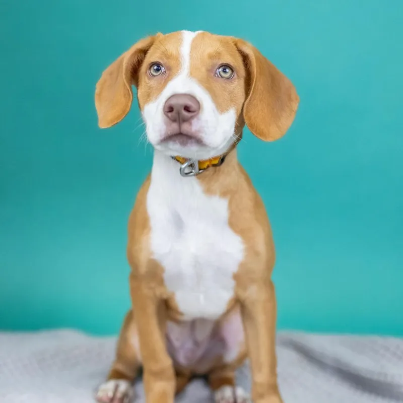 A baby medium-sized male Red / Chestnut / Orange Mixed Breed dog named Simon for adoption in Portland, OR