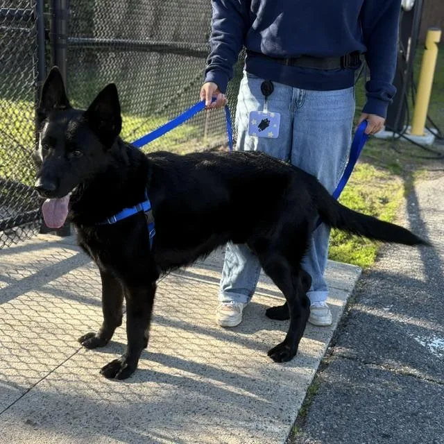 An adult large-sized male German Shepherd Dog dog named Orso for adoption in Boston, MA