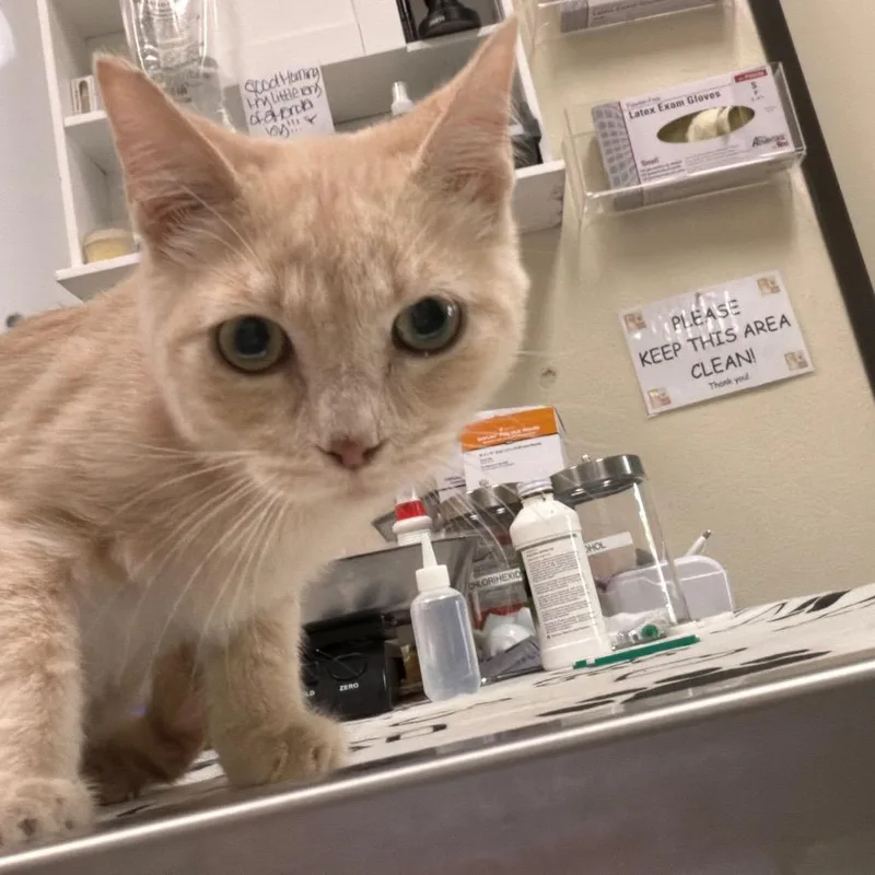 A baby small-sized male Buff / Tan / Fawn Domestic Short Hair cat named Goober for adoption in Las Vegas, NV