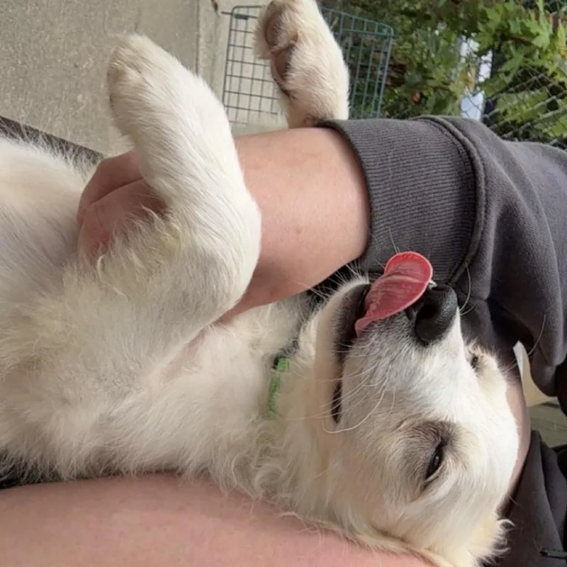 A baby small-sized female White / Cream American Eskimo Dog dog named Abigail for adoption in Normal, IL