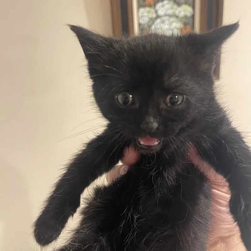 A baby small-sized female Black Domestic Short Hair cat named Dingo In Vienna  for adoption in Alexandria, VA