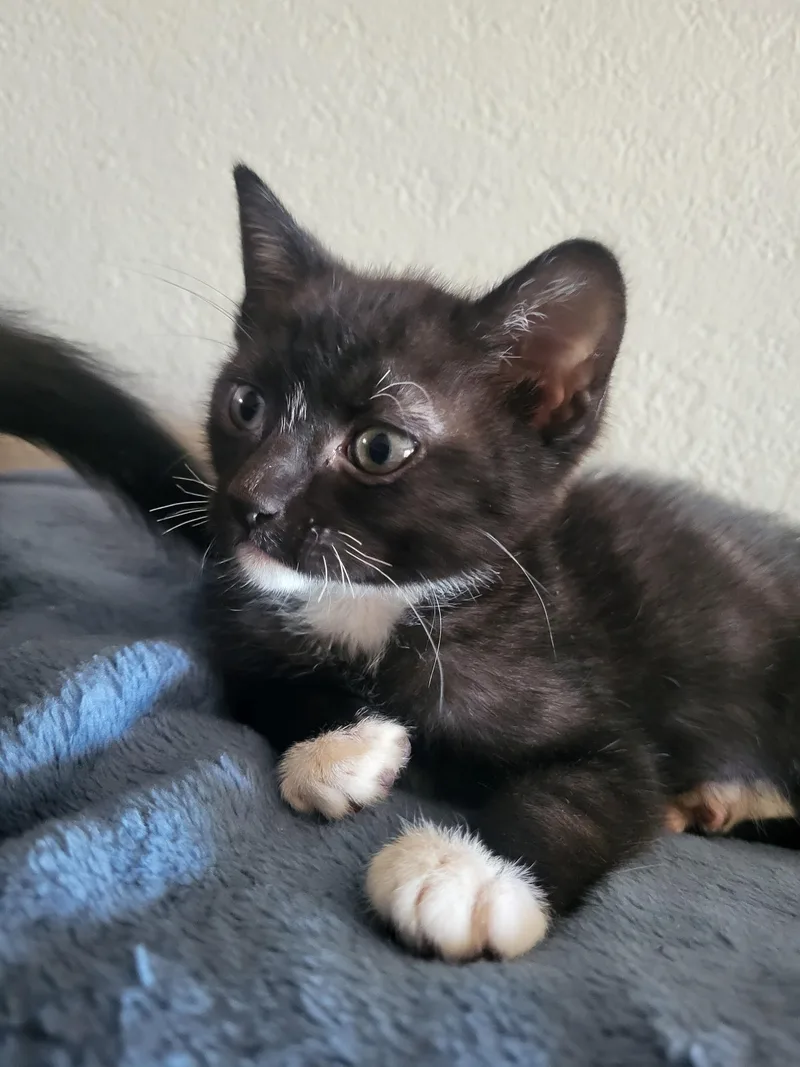 A baby medium-sized female Black & White / Tuxedo Domestic Short Hair cat named Cavatelli for adoption in Davis, CA