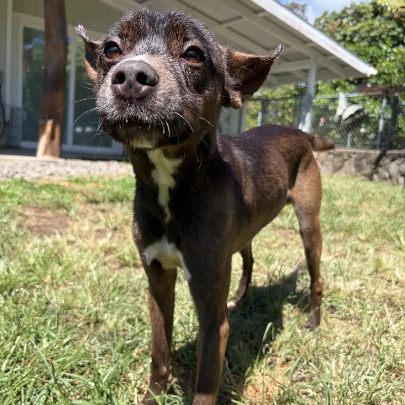 An adult small-sized male Black Terrier dog named Echo for adoption in Keaau, HI