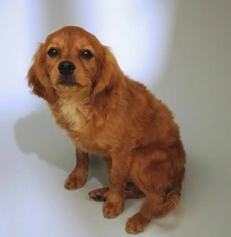 Phineassweet  Shy Puppy! thumbnail 2