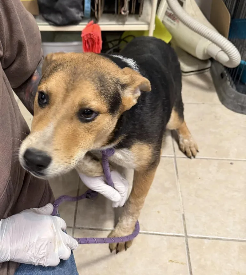 A baby medium-sized male Catahoula Leopard Dog dog named Lucky for adoption in Pahrump, NV