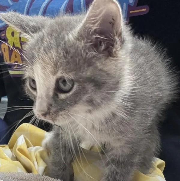 A baby small-sized female Domestic Short Hair cat named Maxine for adoption in Escondido, CA