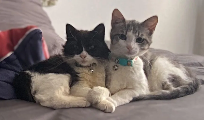 An adult medium-sized female Black & White / Tuxedo Domestic Long Hair cat named Cletus And Myrtle for adoption in Walnut Creek, CA