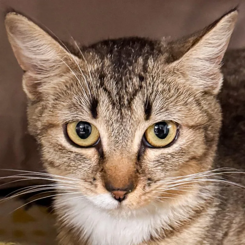 A young medium-sized female Domestic Short Hair cat named Nori for adoption in Kennebunk, ME