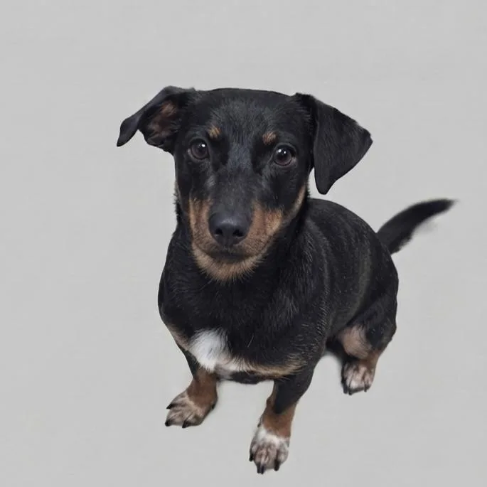 An adult medium-sized female Dachshund dog named Holly for adoption in Enid, OK